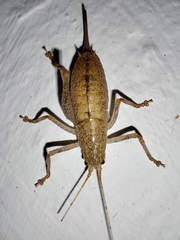 Cyrtaspis scutata