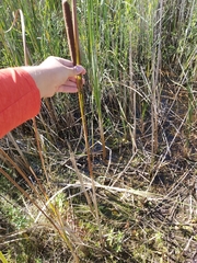 Typha angustifolia
