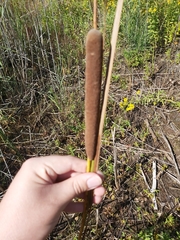 Typha angustifolia