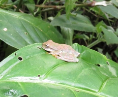 Ptychohyla hypomykter