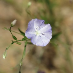 Evolvulus arizonicus