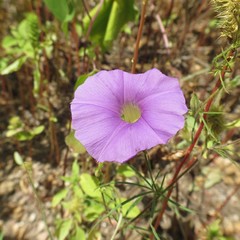Ipomoea ternifolia