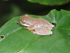 Ptychohyla hypomykter