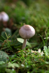 Inocybe lilacina