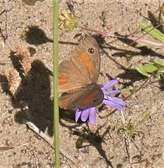 Cassionympha detecta