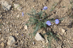 Linum austriacum