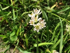 Nothoscordum gracile