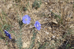 Linum austriacum
