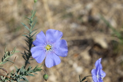 Linum austriacum