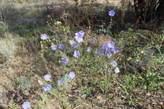 Linum austriacum