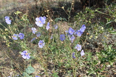 Linum austriacum