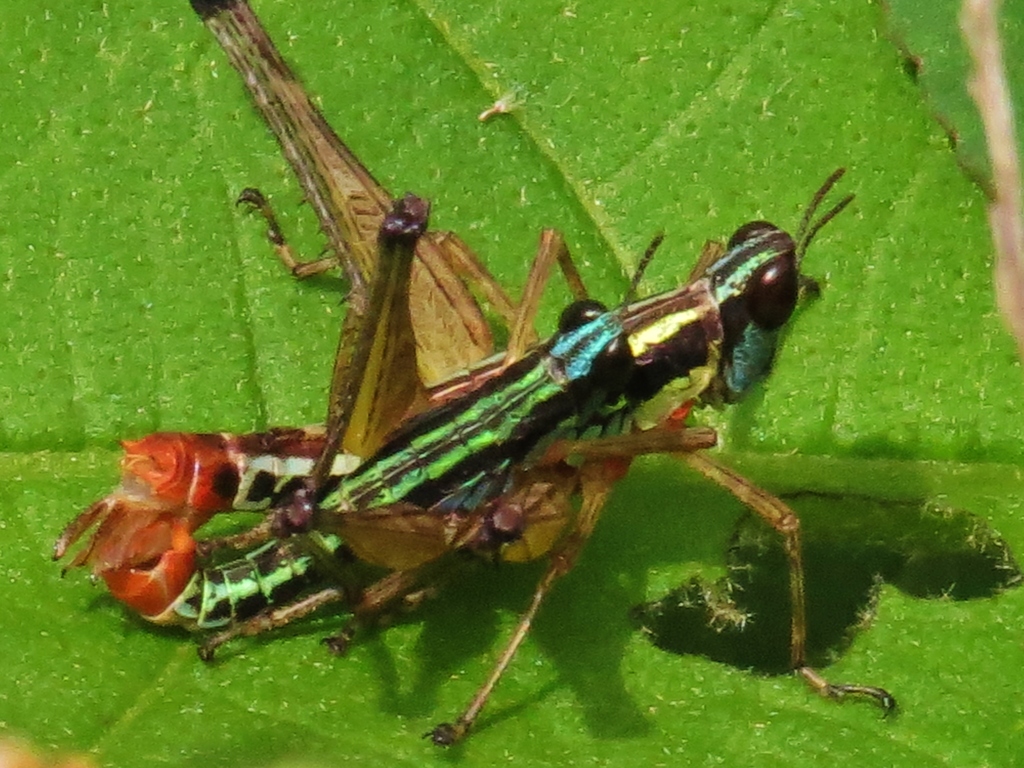 Episactus tristani