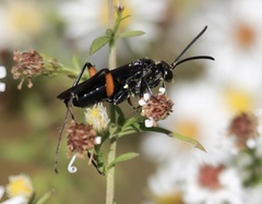 Ceropales bipunctata