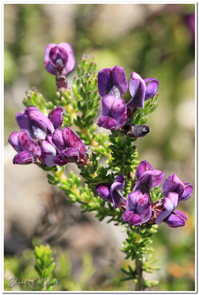 Black Capegorse