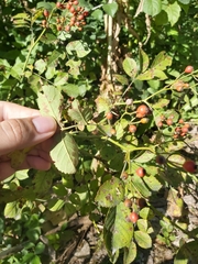 Rosa multiflora