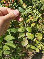 Rosa multiflora