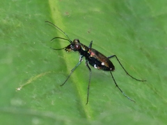 Odontocheila iodopleura