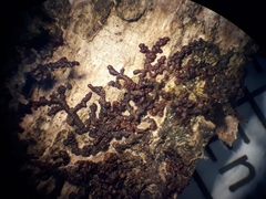 Frullania incumbens