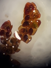 Frullania incumbens