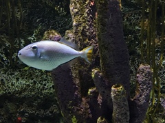 Xanthichthys ringens