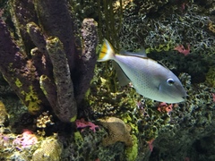 Xanthichthys ringens