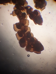Frullania incumbens