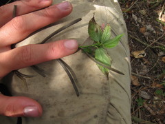 Corchorus siliquosus