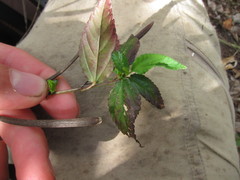 Corchorus siliquosus