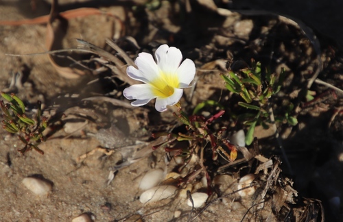 Image of Oxalis recticaulis by (c) Tony Rebelo, some rights reserved (CC BY-SA)