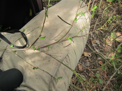 Corchorus siliquosus