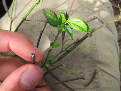 Corchorus siliquosus