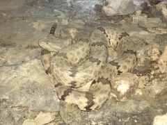 Crotalus lepidus