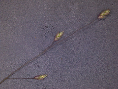 Eragrostis elliottii