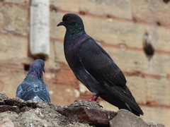Columba livia domestica