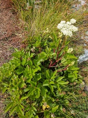 Ligusticum scothicum scothicum