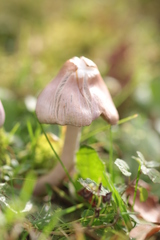 Inocybe lilacina