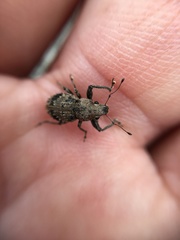 Pantomorus postfasciatus