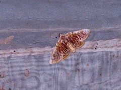 Polygrammodes sanguinalis