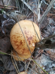 Fungi