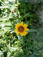 Helianthus laciniatus