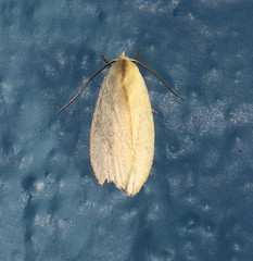 Durrantia piperatella