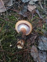 Fungi