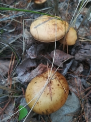 Fungi