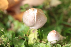 Inocybe lilacina