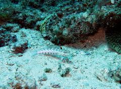 Parapercis punctulata