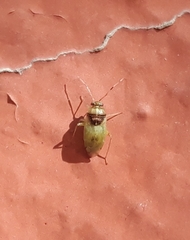 Pinalitus conspurcatus