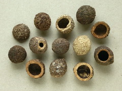 Coula edulis