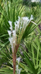 Andropogon floridanus
