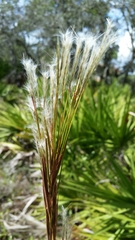 Andropogon floridanus