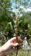 Andropogon floridanus